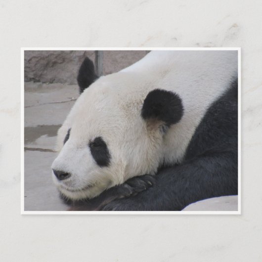 Carte Postale panda géant (Devant)