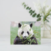 Carte postale Panda géant, animaux 0329. (Debout devant)