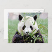 Carte postale Panda géant, animaux 0329. (Devant / Derrière)