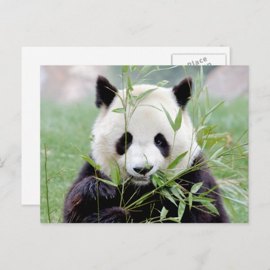 Carte postale Panda géant, animaux 0329. (Devant / Derrière)
