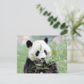Carte postale Panda géant, animaux 0331. (Debout devant)