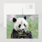 Carte postale Panda géant, animaux 0331. (Devant / Derrière)