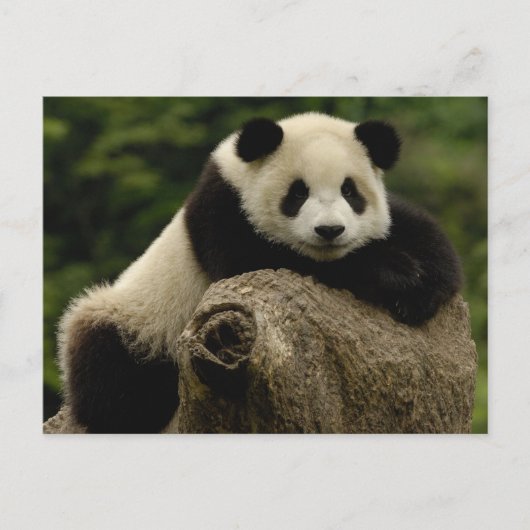 Carte Postale Panda géant bébé Ailuropoda melanoleuca) (Devant)