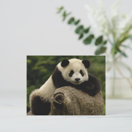 Carte Postale Panda géant bébé Ailuropoda melanoleuca) (Debout devant)