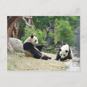 Carte Postale Panda géant dans un zoo pour animaux sauvages en p