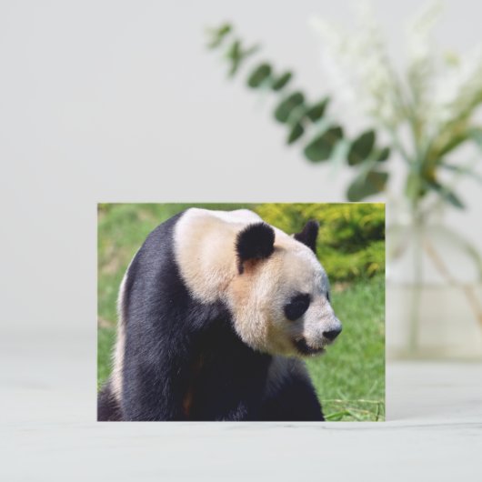 Carte Postale Panda géant de Closeup vu du profil (Debout devant)