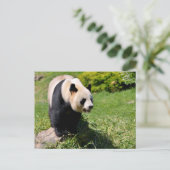 Carte Postale Panda géant debout sur une pierre (Debout devant)