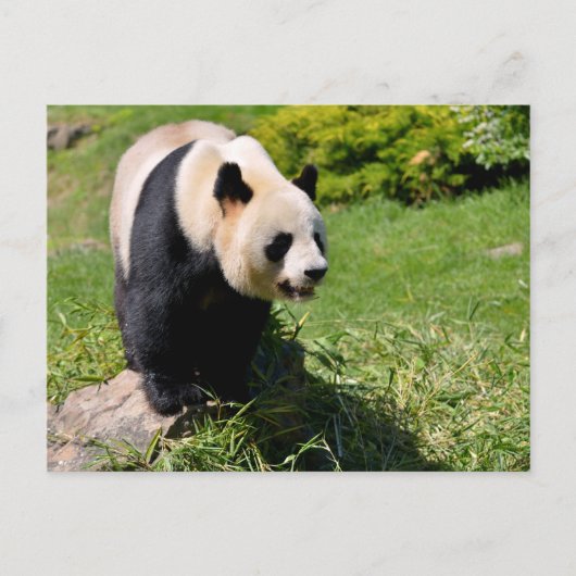 Carte Postale Panda géant debout sur une pierre (Devant)