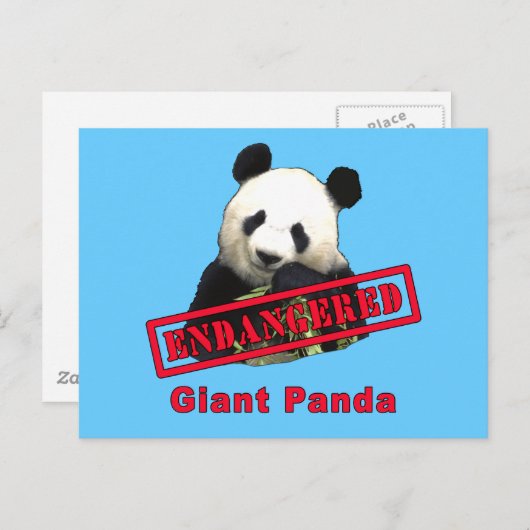 Carte Postale Panda géant EN DANGER (Devant / Derrière)