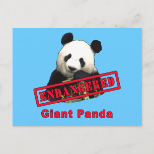 Carte Postale Panda géant EN DANGER