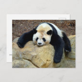 Carte Postale Panda géant endormi claqué sur un rocher (Devant / Derrière)
