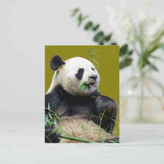 Carte Postale Panda géant isolé mangeant du bambou (Debout devant)
