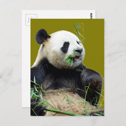 Carte Postale Panda géant isolé mangeant du bambou (Devant / Derrière)