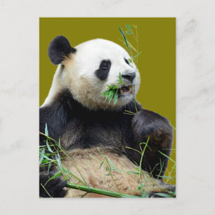 Carte Postale Panda géant isolé mangeant du bambou
