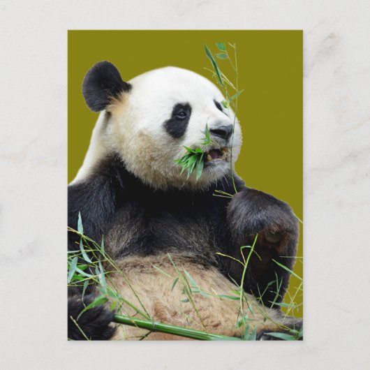 Carte Postale Panda géant isolé mangeant du bambou (Devant)