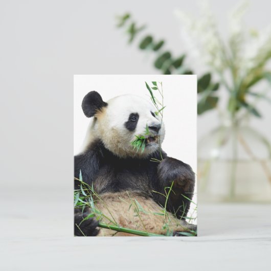 Carte Postale Panda géant isolé mangeant du bambou (Debout devant)