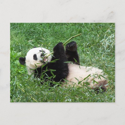Carte Postale Panda Géant Lounge Manger Bambou (Devant)