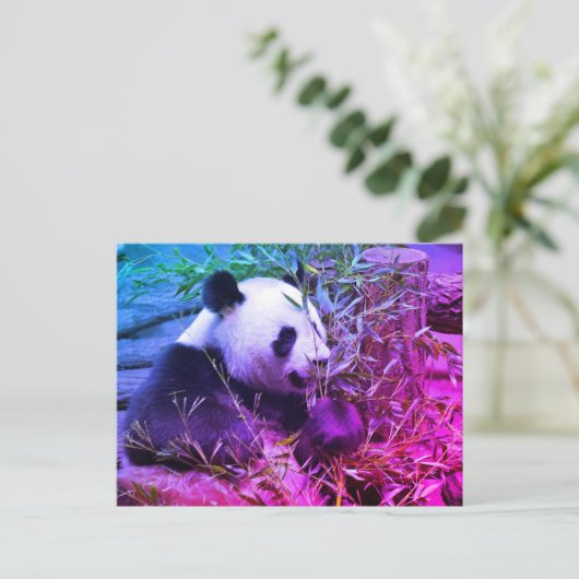 Carte Postale Panda géant mangeant du bambou (Debout devant)