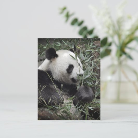 Carte Postale Panda géant mangeant du bambou (Debout devant)