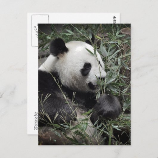 Carte Postale Panda géant mangeant du bambou (Devant / Derrière)