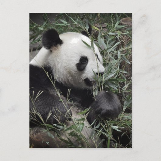 Carte Postale Panda géant mangeant du bambou (Devant)