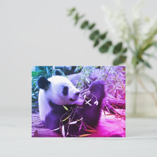 Carte Postale Panda géant mangeant du bambou (Debout devant)