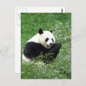 Carte Postale Panda géant mangeant du bambou (Devant / Derrière)