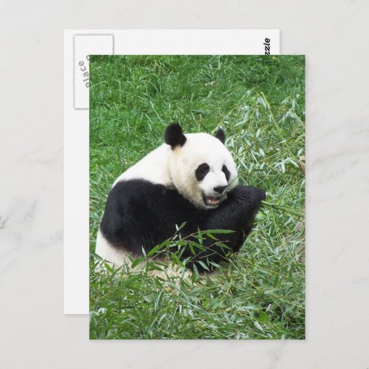 Carte Postale Panda géant mangeant du bambou (Devant / Derrière)