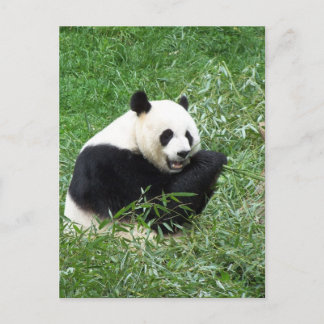 Carte Postale Panda géant mangeant du bambou