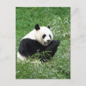 Carte Postale Panda géant mangeant du bambou (Devant)