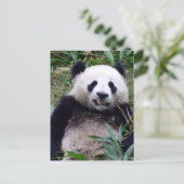 Carte Postale Panda, Grinning, Animaux, Chine (Debout devant)