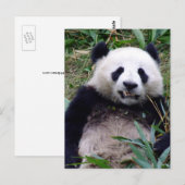 Carte Postale Panda, Grinning, Animaux, Chine (Devant / Derrière)