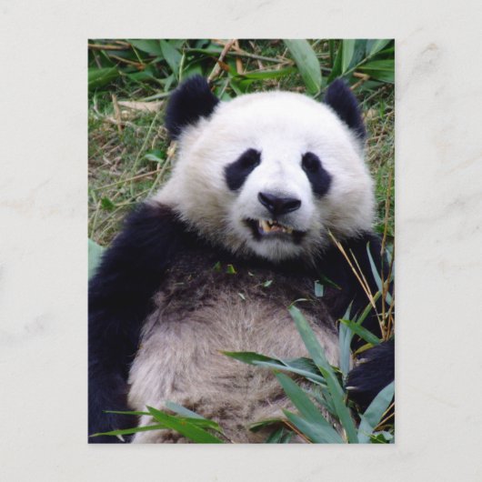 Carte Postale Panda, Grinning, Animaux, Chine (Devant)