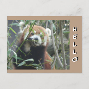 Carte postale Panda HELLO Rouge mignet