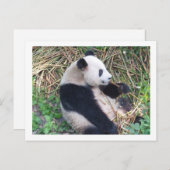 Carte Postale Panda Mange (Devant / Derrière)