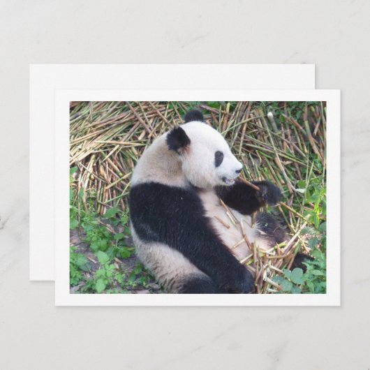 Carte Postale Panda Mange (Devant / Derrière)