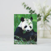 Carte Postale Panda Manger Feuilles (Debout devant)