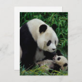 Carte Postale Panda mère et bébé dans le bambou, Wolong (Devant / Derrière)