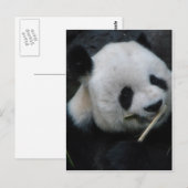 Carte postale : Panda mignon mangeant du bambou (Devant / Derrière)