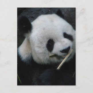 Carte postale : Panda mignon mangeant du bambou