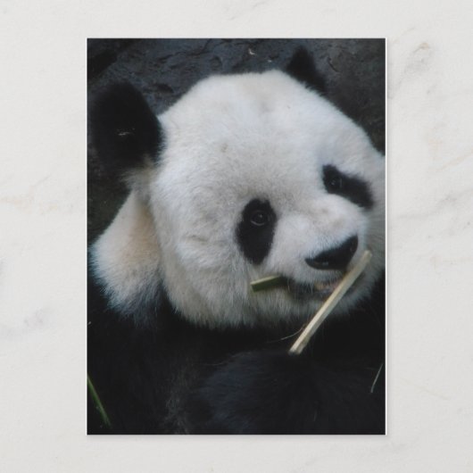 Carte postale : Panda mignon mangeant du bambou (Devant)