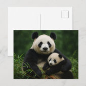 Carte Postale Panda Mother & Cub in Gentle Rain (Devant / Derrière)