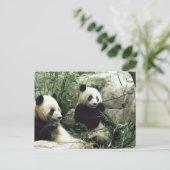 Carte Postale Panda ours manger et jouer (Debout devant)