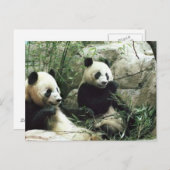 Carte Postale Panda ours manger et jouer (Devant / Derrière)