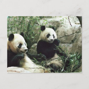 Carte Postale Panda ours manger et jouer