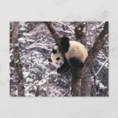 Carte Postale Panda petit jouant sur un arbre recouvert de neige (Devant)