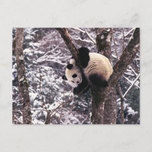 Carte Postale Panda petit jouant sur un arbre recouvert de neige