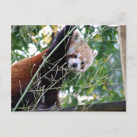 Carte Postale Panda rouge (Devant)