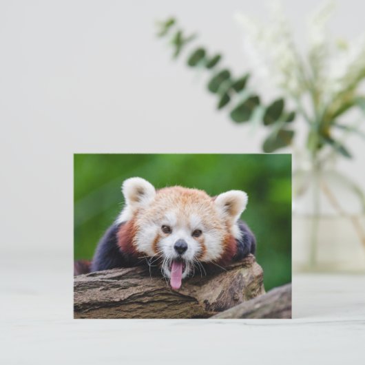 Carte Postale Panda rouge (Debout devant)