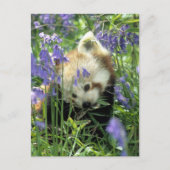 Carte Postale Panda rouge (Devant)